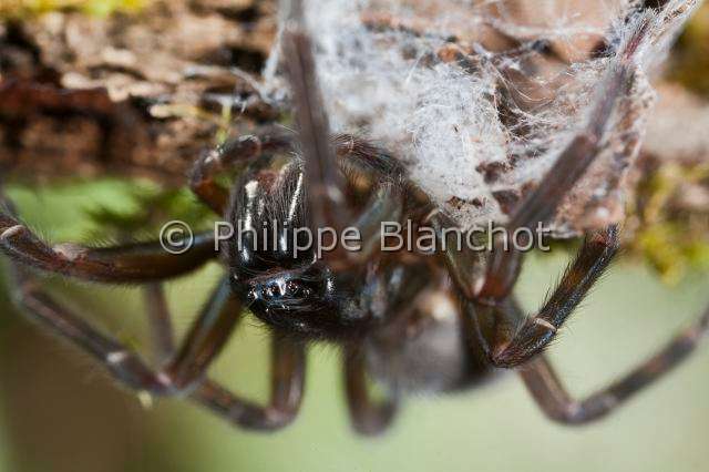 Amaurobiidae_0561.JPG - France, Araneae, Amaurobiidae, Araignée, Amaurobe féroce (Amaurobius ferox), Lace webbed spider